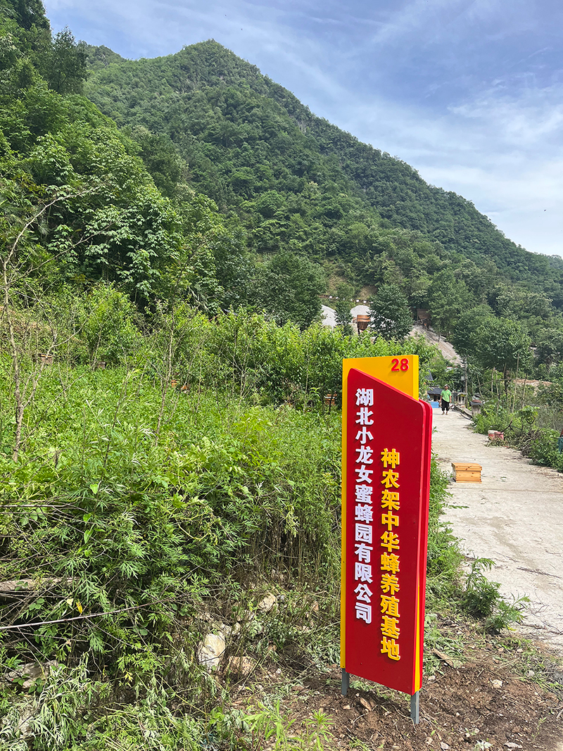 湖北小龙女蜜蜂园有限公司神农架中华蜂养殖基地